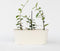 Plant in a Box - Toscaanse Jasmijn Set van 6 - Roze sterjasmijn tuinplanten - Pot 9cm - Hoogte 25-40cm