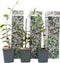 Plant in a Box - Toscaanse Jasmijn Set van 6 - Roze sterjasmijn tuinplanten - Pot 9cm - Hoogte 25-40cm