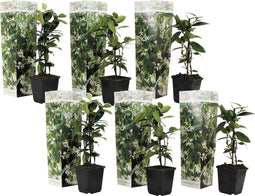 Plant in a Box - Toscaanse Jasmijn Set van 6 - Witte sterjasmijn tuinplanten - Pot 9cm - Hoogte 25-40cm