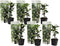 Plant in a Box - Toscaanse Jasmijn Set van 6 - Witte sterjasmijn tuinplanten - Pot 9cm - Hoogte 25-40cm