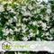 Plant in a Box - Toscaanse Jasmijn Set van 6 - Witte sterjasmijn tuinplanten - Pot 9cm - Hoogte 25-40cm
