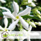 Plant in a Box - Toscaanse Jasmijn Set van 6 - Witte sterjasmijn tuinplanten - Pot 9cm - Hoogte 25-40cm