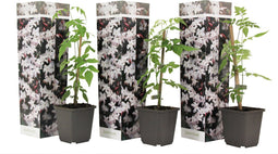 Plant in a Box - Trachelospermum jasminoides 'Officinale' - Set van 3 - Witte Jasmijn klimplant - Pot 9cm - Hoogte 25-40cm