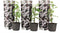 Plant in a Box - Trachelospermum jasminoides 'Officinale' - Set van 3 - Witte Jasmijn klimplant - Pot 9cm - Hoogte 25-40cm