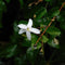 Plant in a Box - Trachelospermum jasminoides 'Officinale' - Set van 3 - Witte Jasmijn klimplant - Pot 9cm - Hoogte 25-40cm