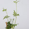 Plant in a Box - Trachelospermum jasminoides 'Officinale' - Set van 3 - Witte Jasmijn klimplant - Pot 9cm - Hoogte 25-40cm