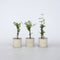 Plant in a Box - Trachelospermum jasminoides 'Officinale' - Set van 3 - Witte Jasmijn klimplant - Pot 9cm - Hoogte 25-40cm