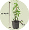 Plant in a Box - Trachelospermum jasminoides 'Officinale' - Set van 3 - Witte Jasmijn klimplant - Pot 9cm - Hoogte 25-40cm