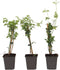Plant in a Box - Trachelospermum jasminoides 'Officinale' - Set van 3 - Witte Jasmijn klimplant - Pot 9cm - Hoogte 25-40cm