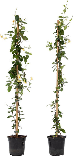 Plant in a Box - Trachelospermum jasminoides - Set van 2 - Jasmijn XL - Winterharde klimplant - Pot 17cm - Hoogte 110-120cm