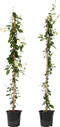 Plant in a Box - Trachelospermum jasminoides - Set van 2 - Jasmijn XL - Winterharde klimplant - Pot 17cm - Hoogte 110-120cm