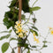 Plant in a Box - Trachelospermum jasminoides - Set van 2 - Jasmijn XL - Winterharde klimplant - Pot 17cm - Hoogte 110-120cm