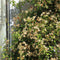 Plant in a Box - Trachelospermum jasminoides - Set van 2 - Jasmijn XL - Winterharde klimplant - Pot 17cm - Hoogte 110-120cm