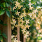 Plant in a Box - Trachelospermum jasminoides - Set van 2 - Jasmijn XL - Winterharde klimplant - Pot 17cm - Hoogte 110-120cm