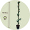 Plant in a Box - Trachelospermum jasminoides - Set van 2 - Jasmijn XL - Winterharde klimplant - Pot 17cm - Hoogte 110-120cm