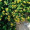 Plant in a Box - Trachelospermum jasminoides - Set van 2 - Jasmijn XL - Winterharde klimplant - Pot 17cm - Hoogte 110-120cm