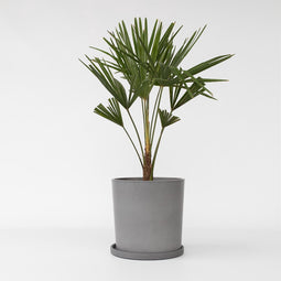 Plant in a Box - Trachycarpus Fortunei - Set van 2 - Winterharde Aziatische Waaierpalmboom - Pot 21cm - Hoogte 65-75cm