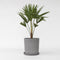 Plant in a Box - Trachycarpus Fortunei - Set van 2 - Winterharde Aziatische Waaierpalmboom - Pot 21cm - Hoogte 65-75cm