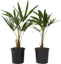 Plant in a Box - Trachycarpus Fortunei - Set van 2 - Winterharde Aziatische Waaierpalmboom - Pot 15cm - Hoogte 35-45cm