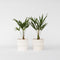 Plant in a Box - Trachycarpus Fortunei - Set van 2 - Winterharde Aziatische Waaierpalmboom - Pot 15cm - Hoogte 35-45cm