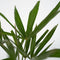 Plant in a Box - Trachycarpus Fortunei - Set van 2 - Winterharde Aziatische Waaierpalmboom - Pot 21cm - Hoogte 65-75cm