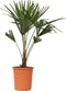 Plant in a Box - Trachycarpus Fortunei - Set van 2 - Winterharde Aziatische Waaierpalmboom - Pot 21cm - Hoogte 65-75cm