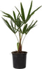 Plant in a Box - Trachycarpus Fortunei - Set van 4 - Winterharde Aziatische Waaierpalmboom - Pot 15cm - Hoogte 35-45cm