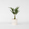 Plant in a Box - Trachycarpus Fortunei - Set van 4 - Winterharde Aziatische Waaierpalmboom - Pot 15cm - Hoogte 35-45cm
