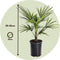 Plant in a Box - Trachycarpus Fortunei - Set van 4 - Winterharde Aziatische Waaierpalmboom - Pot 15cm - Hoogte 35-45cm