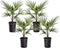 Plant in a Box - Trachycarpus Fortunei - Set van 4 - Winterharde Aziatische Waaierpalmboom - Pot 15cm - Hoogte 35-45cm