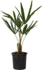 Plant in a Box - Trachycarpus Fortunei - Winterharde Aziatische Waaierpalmboom - Pot 15cm - Hoogte 35-45cm