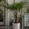 Plant in a Box - Trachycarpus Fortunei - Winterharde Aziatische Waaierpalmboom - Pot 21cm - Hoogte 65-75cm