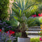 Plant in a Box - Trachycarpus Fortunei - Winterharde Aziatische Waaierpalmboom - Pot 15cm - Hoogte 35-45cm