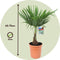 Plant in a Box - Trachycarpus Fortunei - Winterharde Aziatische Waaierpalmboom - Pot 21cm - Hoogte 65-75cm
