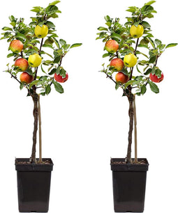 Plant in a Box - TRIO Appelboom - Set van 2 - Malus - 3 verschillende appels aan 1 boom - Pot 17cm - Hoogte 60-70cm