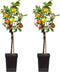 Plant in a Box - TRIO Appelboom - Set van 2 - Malus - 3 verschillende appels aan 1 boom - Pot 17cm - Hoogte 60-70cm