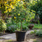 Plant in a Box - TRIO Appelboom - Set van 2 - Malus - 3 verschillende appels aan 1 boom - Pot 17cm - Hoogte 60-70cm