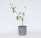 Plant in a Box - TRIO Appelboom - Set van 2 - Malus - 3 verschillende appels aan 1 boom - Pot 17cm - Hoogte 60-70cm