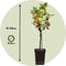 Plant in a Box - TRIO Appelboom - Set van 2 - Malus - 3 verschillende appels aan 1 boom - Pot 17cm - Hoogte 60-70cm