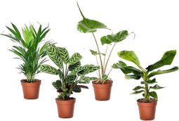 Plant in a Box - Tropische kamerplanten mix - Set van 4 stuks - Pot 12cm - Hoogte 25-40cm