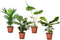 Plant in a Box - Tropische kamerplanten mix - Set van 4 stuks - Pot 12cm - Hoogte 25-40cm