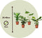 Plant in a Box - Tropische kamerplanten mix - Set van 4 stuks - Pot 12cm - Hoogte 25-40cm