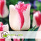 Plant in a Box - Tulipa Mata Hari - Bloembollen x30 - Tulp - Roze, Wit - Dubbelkleurig