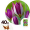 Plant in a Box - Tulipa Pulchella Persian Pearl - Bloembollen x40 - Tulp - Paars / Wit - Tulpen uit Holland
