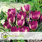 Plant in a Box - Tulipa Pulchella Persian Pearl - Bloembollen x40 - Tulp - Paars / Wit - Tulpen uit Holland