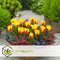 Plant in a Box - Tulipa Stresa - Bloembollen x14 - Tulp - Geel / Rood - Hollandse bollen