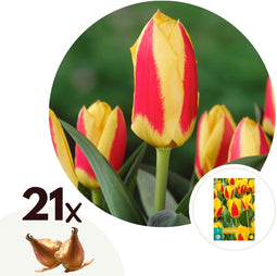 Plant in a Box - Tulipa Stresa - Bloembollen x21 - Tulp - Geel / Rood - Hollandse bollen