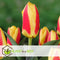 Plant in a Box - Tulipa Stresa - Bloembollen x21 - Tulp - Geel / Rood - Hollandse bollen