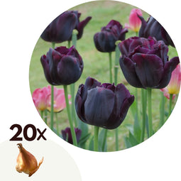 Plant in a Box - Tulpenbollen - Tulipa Queen of the Night - Set van 20 - Zwarte tulp