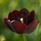 Plant in a Box - Tulpenbollen - Tulipa Queen of the Night - Set van 20 - Zwarte tulp
